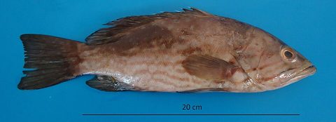 Abadejo rayado (Mycteroperca acutirostris)