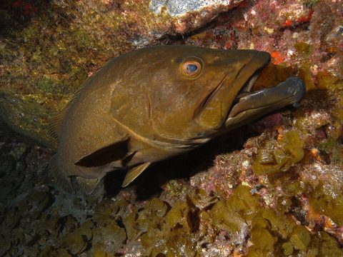 Abade (Mycteroperca fusca)