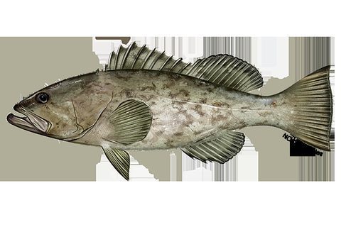Mero gag (Mycteroperca microlepis)