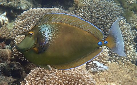 Pez unicornio (Naso unicornis)