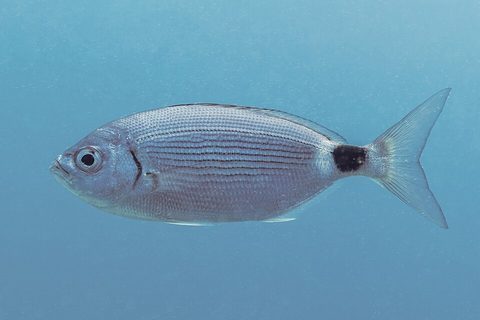 Oblada