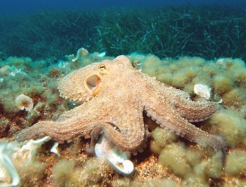 Pulpo (Octopus vulgaris)