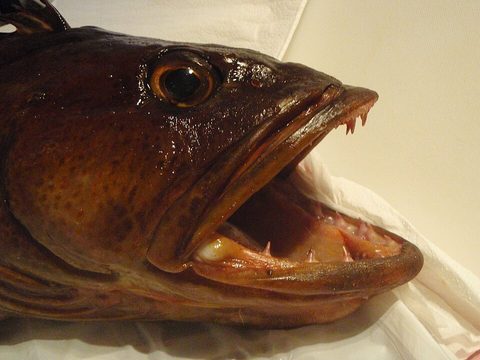 Bacalao lingcod (Ophiodon elongatus)
