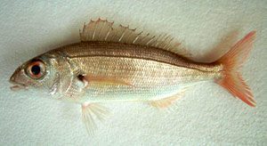 Aligote (Pagellus acarne)