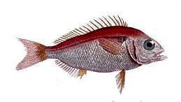 Besugo (Pagellus bogaraveo)