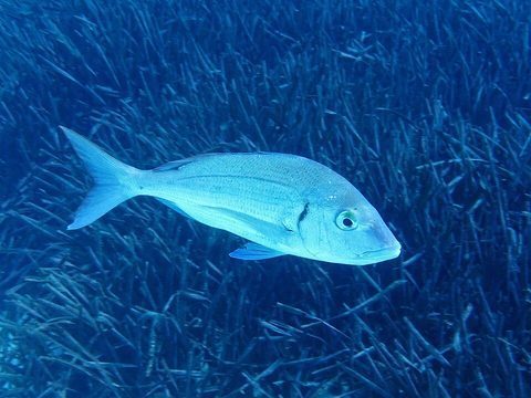 Breca (Pagellus erythrinus)