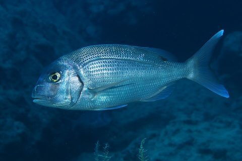 Pargo