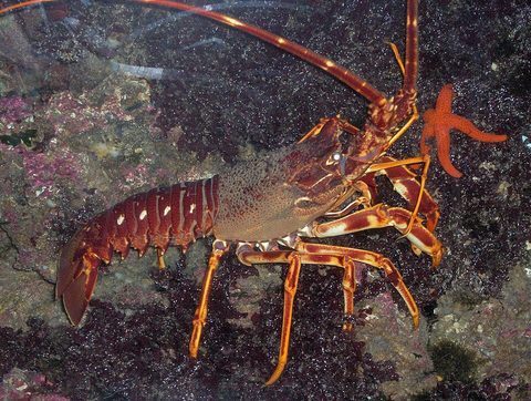 Langosta (Palinurus elephas)