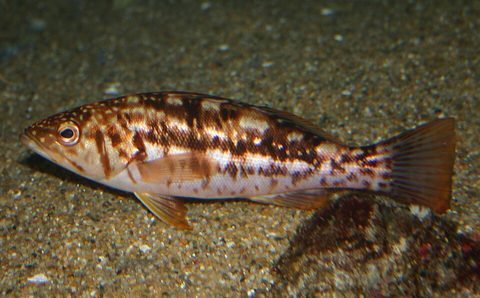 Cabrilla de alga (Paralabrax clathratus)