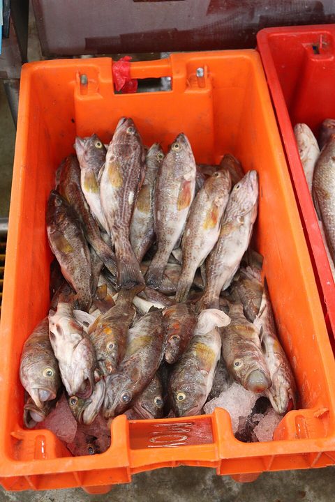 Cabrilla peruana