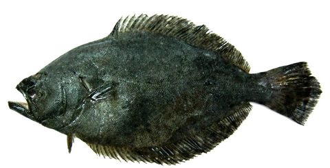 Lenguado (Paralichthys adspersus)