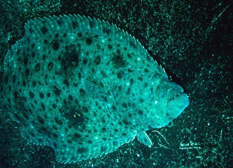 Lenguado de California (Paralichthys californicus)
