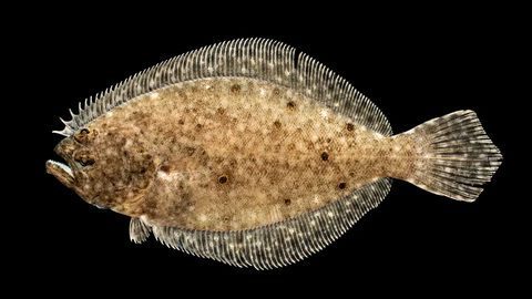Lenguado de verano (Paralichthys dentatus)