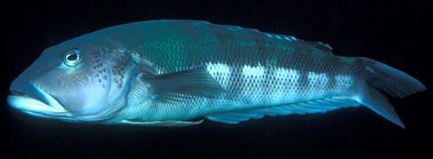 Bacalao azul (Parapercis colias)