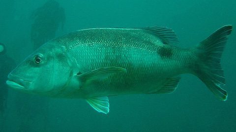 Steenbras rojo (Petrus rupestris)