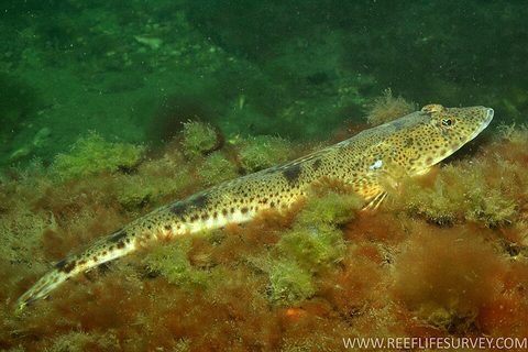 Pez plano de arena (Platycephalus bassensis)