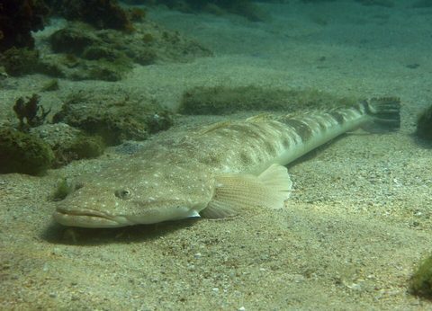 Pez plano dusky (Platycephalus fuscus)