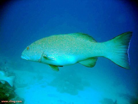 Trucha de coral (Plectropomus leopardus)