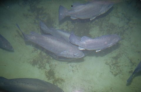 Cherna (Polyprion americanus)
