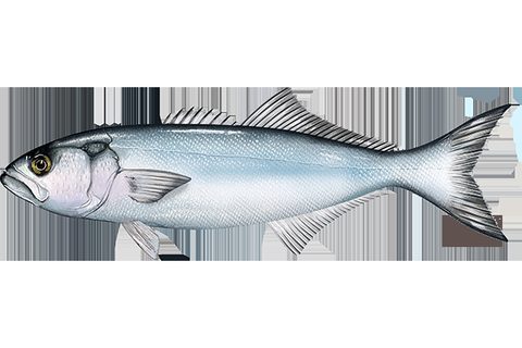 Anjova (Pomatomus saltatrix)