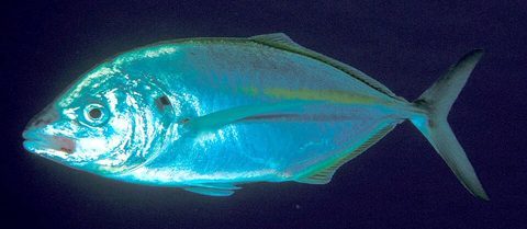 Jurel dentón (Pseudocaranx dentex)