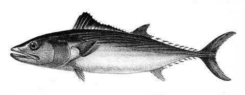 Bonito del Pacífico (Sarda chiliensis)