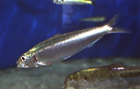 Sardina (Sardina pilchardus)