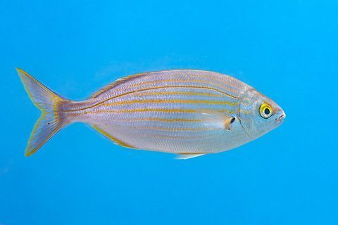 Salema (Sarpa salpa)