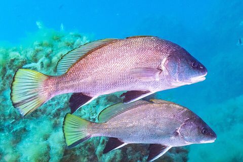 Corvallo (Sciaena umbra)