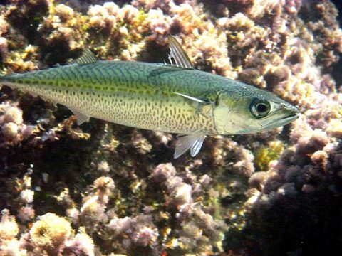 Caballa canaria (Scomber colias)