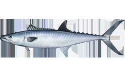 Carite rey (Scomberomorus cavalla)