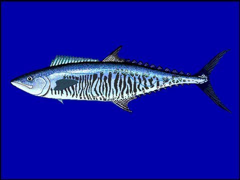 Carite estriado (Scomberomorus commerson)