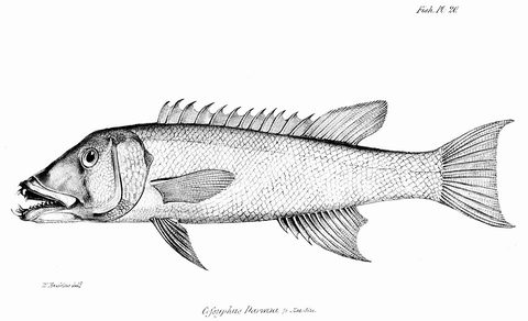 Pejeperro del Pacífico (Semicossyphus darwini)