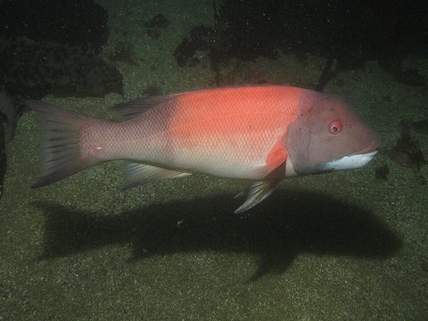 Vieja de California (Semicossyphus pulcher)