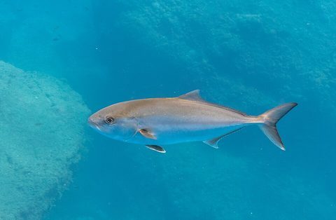Serviola (Seriola dumerili)