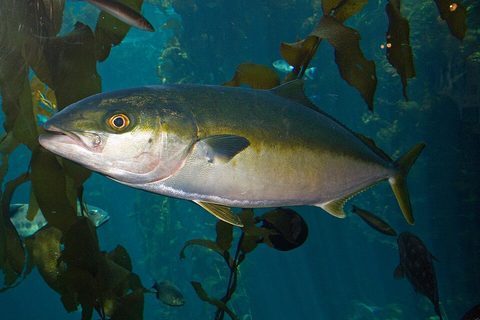 Medregal (Seriola lalandi)