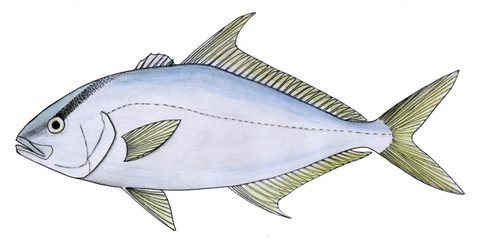 Medregal negro (Seriola rivoliana)