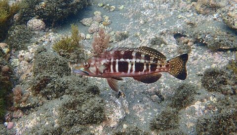 Cabrilla reina (Serranus atricauda)