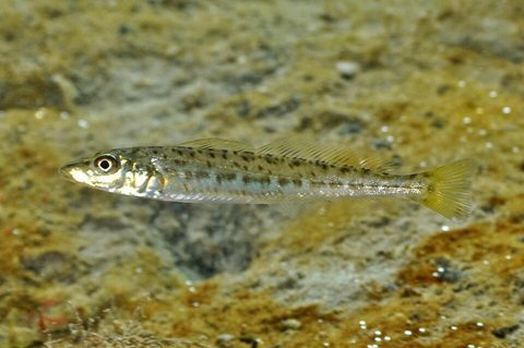 Whiting King George (Sillaginodes punctatus)
