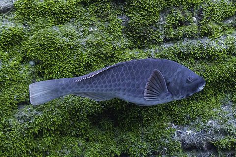 Vieja (Sparisoma cretense)