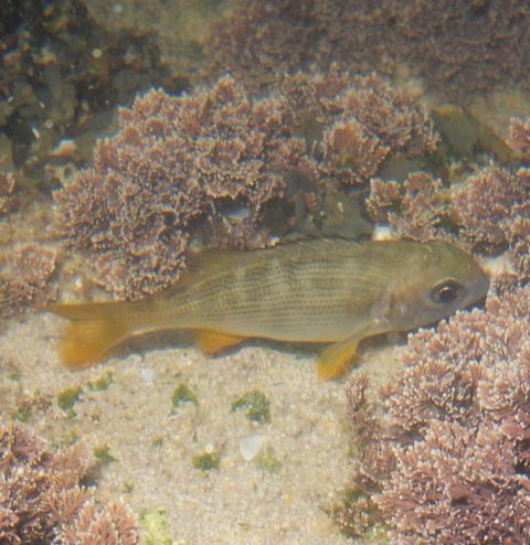 Sargo blanco sudafricano (Sparodon durbanensis)