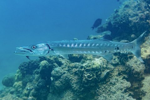 Picuda (Sphyraena barracuda)