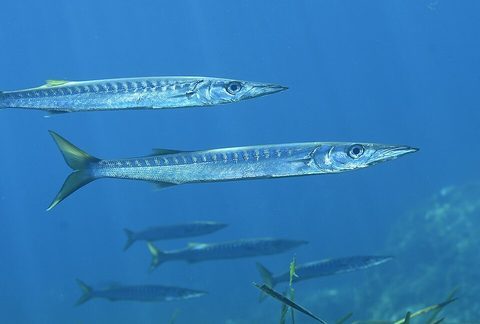 Espetón (Sphyraena viridensis)