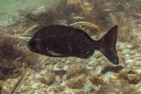 Chopa (Spondyliosoma cantharus)