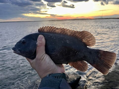 Tautog (Tautoga onitis)