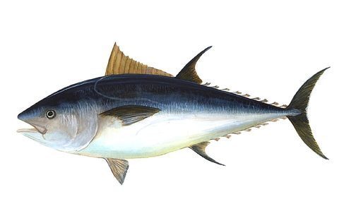 Atún rojo (Thunnus thynnus)
