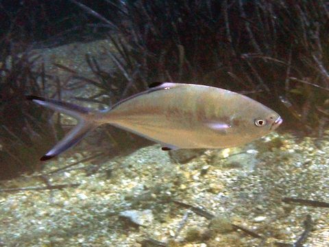 Palometa (Trachinotus ovatus)