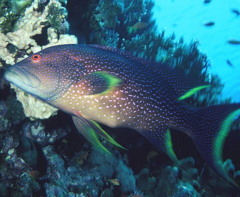 Mero cola de luna (Variola louti)