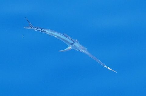Pez espada (Xiphias gladius)